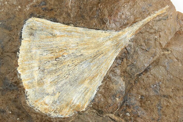 Fossil Ginkgo Leaf From North Dakota - Paleocene #236638